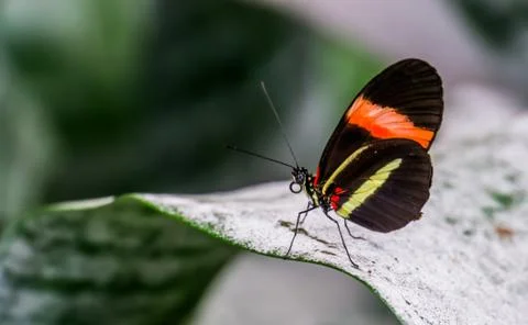 Macro closeup of a small red postman butterfly sitting on a leaf, tropical in Stock Photos