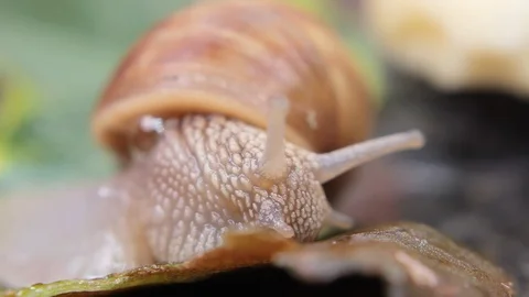 Macro closeup of snail 04 Stock Footage 107629889