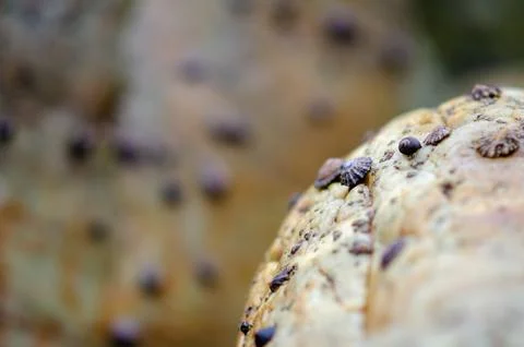 Macro closeup of snail shells on textured brown surface in natural environmen Stock Photos