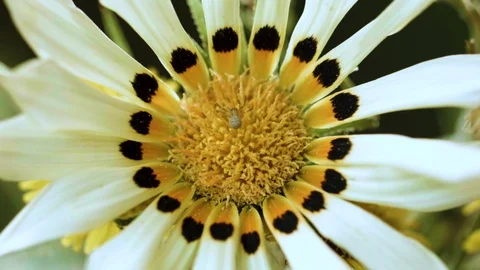 Macro closeup of a spider on a daisy with a dark background Video stock 129020676