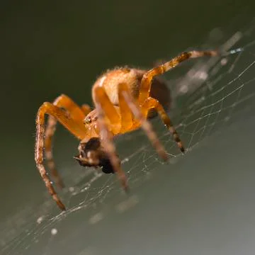 Macro closeup of spider in web against natural soft background Stock Photos