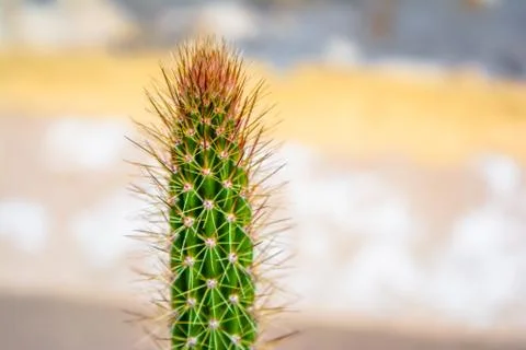 Macro closeup to the spines of a cactus with selective focus. Cactus with lon Foto stock