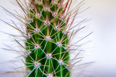 Macro closeup to the spines of a cactus with selective focus. Cactus with lon Foto stock