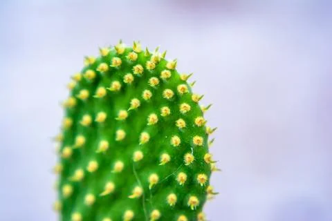 Macro closeup to the spines of a cactus with selective focus. Cactus with lon Stock-Fotos