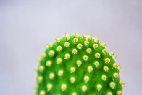 Macro closeup to the spines of a cactus with selective focus. Cactus with lon Stock Photos