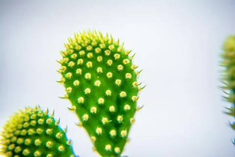 Macro closeup to the spines of a cactus with selective focus. Cactus with lon Stock Photos