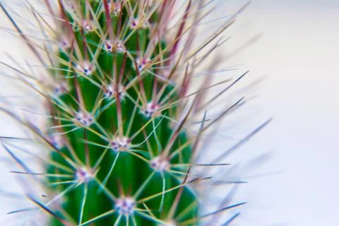 Macro closeup to the spines of a cactus with selective focus. Cactus with lon Stock Photos