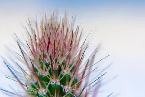 Macro closeup to the spines of a cactus with selective focus. Cactus with lon Stock Photos