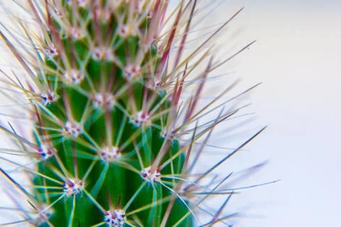 Macro closeup to the spines of a cactus with selective focus. Cactus with lon Stock Photos