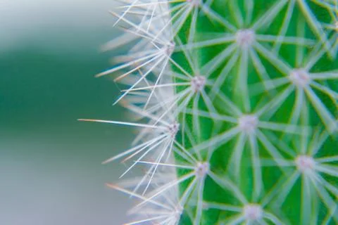 Macro closeup to the spines of a cactus with selective focus. Cactus with lon Stock Photos