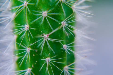 Macro closeup to the spines of a cactus with selective focus. Cactus with lon Foto stock