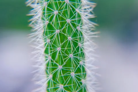 Macro closeup to the spines of a cactus with selective focus. Cactus with lon Stock Photos
