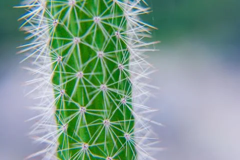 Macro closeup to the spines of a cactus with selective focus. Cactus with lon Stock-Fotos
