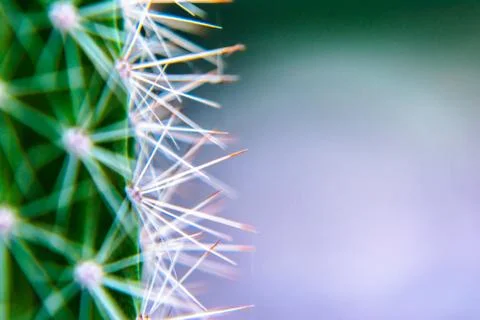 Macro closeup to the spines of a cactus with selective focus. Cactus with lon Stock-Fotos