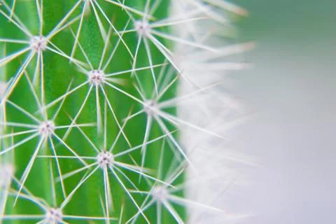 Macro closeup to the spines of a cactus with selective focus. Cactus with lon Stock-Fotos