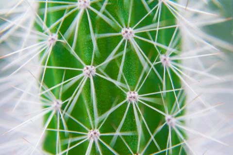 Macro closeup to the spines of a cactus with selective focus. Cactus with lon Foto stock