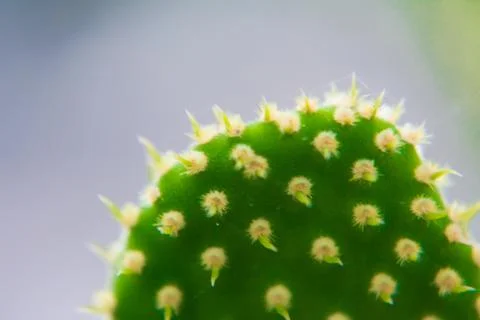 Macro closeup to the spines of a cactus with selective focus. Cactus with lon Stock Photos