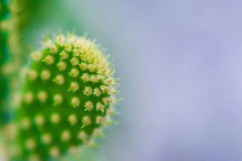 Macro closeup to the spines of a cactus with selective focus. Cactus with lon Stock Photos