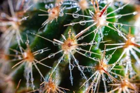 Macro closeup to the spines of a cactus with small drops on its spines Stock Photos