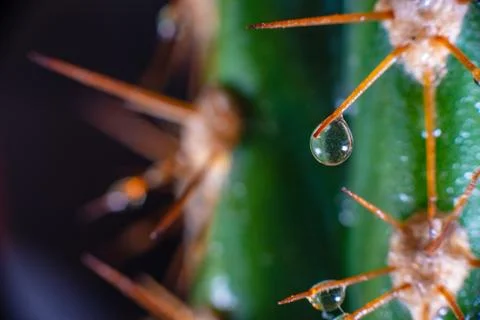 Macro closeup to the spines of a cactus with small drops on its spines Stock Photos