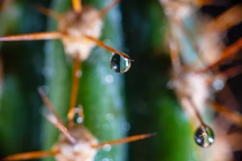 Macro closeup to the spines of a cactus with small drops on its spines Stock Photos