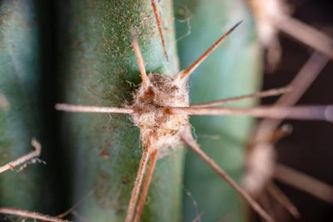 Macro closeup to the thorns of a cactus Stock Photos