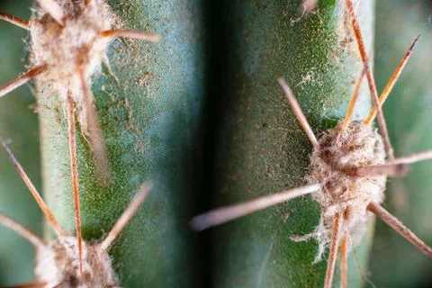 Macro closeup to the thorns of a cactus Stock Photos