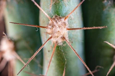 Macro closeup to the thorns of a cactus Stock Photos