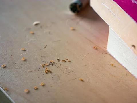 Macro closeup of tiny ants swarming on dusty floor surface near book insect.. Stock Photos