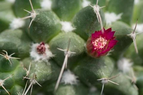 Macro closeup of tiny beautiful flower of cactus Stock Photos