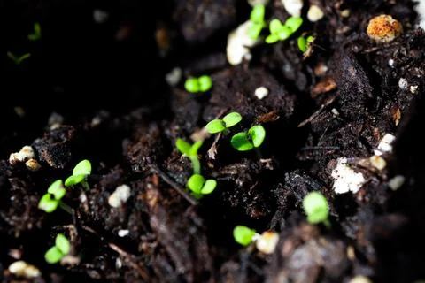 Macro Closeup of Tops of Group of New Basil Seedlings in Dirt Stock Photos