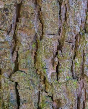 Macro closeup of a tree trunk with big bark natural forest pattern background Stock Photos