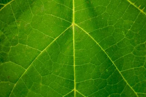 Macro closeup of vibrant green leaf texture with detailed veins and patterns 库存照片
