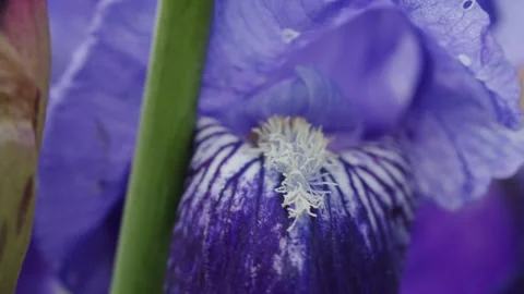 Macro closeup of vibrant purple iris flower blooming with intricate petals .. Stock Footage 337470011