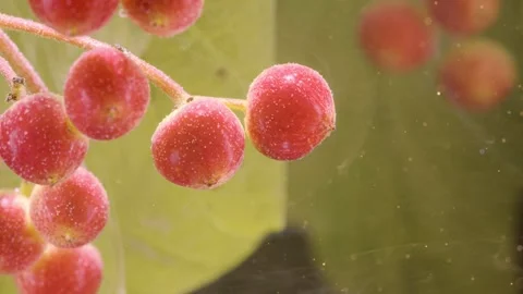 Macro closeup of viburnum berry cluster in warm diffuse light Stock Footage 339856614