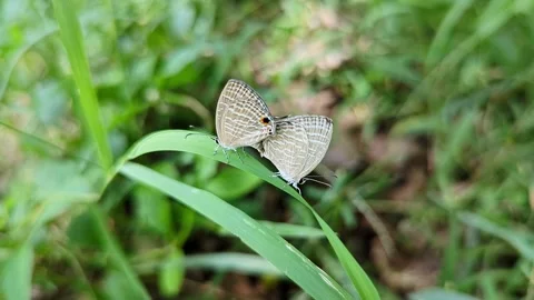 Macro closeup video of two common cerulean jamides celeno butterflies matin.. Stock Footage 340967693