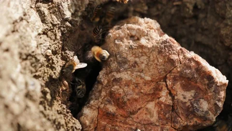 Macro closeup view as busy bees buzz in and out of underground hive Stock Footage 239808494