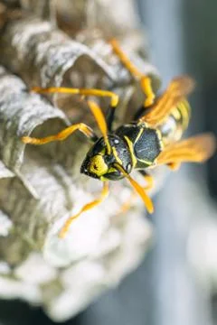 Macro closeup of a wasps' nest with the wasps sitting and protecting the nest Stock Photos