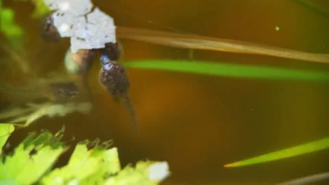 Macro closeup of water fish flakes lettuce food with tadpole in aquarium water Stock Footage 145698792