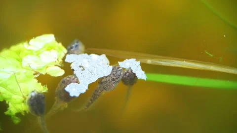 Macro closeup of water fish flakes lettuce food with tadpole in aquarium water Stock Footage 145698903