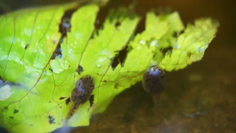 Macro closeup of water fish flakes lettuce food with tadpole in aquarium water Stock Footage 145698929