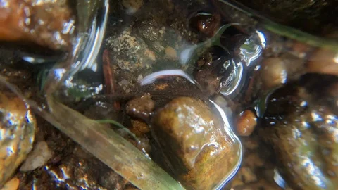 Macro Closeup of water gently flowing over and around shallow riverbed sediment Stock Footage 117374414