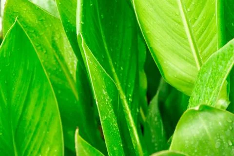 Macro closeup of Waterdrops on a Leaf Stock Photos