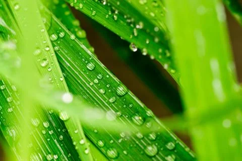 Macro closeup of Waterdrops on a Leaf Stock Photos