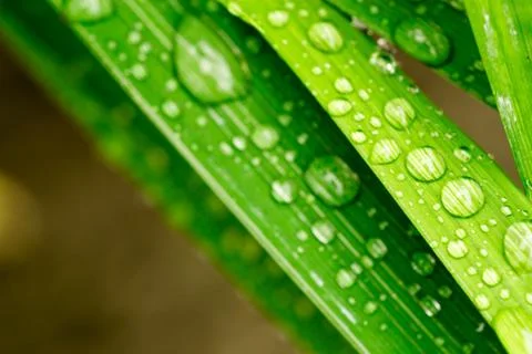 Macro closeup of Waterdrops on a Leaf Stock Photos
