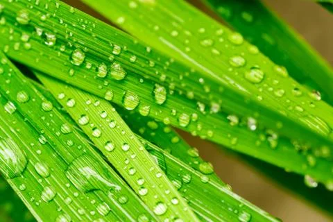Macro closeup of Waterdrops on a Leaf Stock Photos