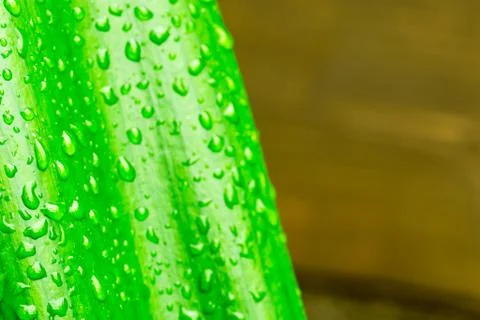 Macro closeup of Waterdrops on a Leaf Stock Photos