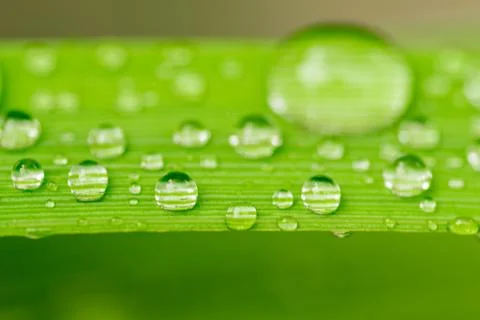 Macro closeup of Waterdrops on a Leaf Stock Photos
