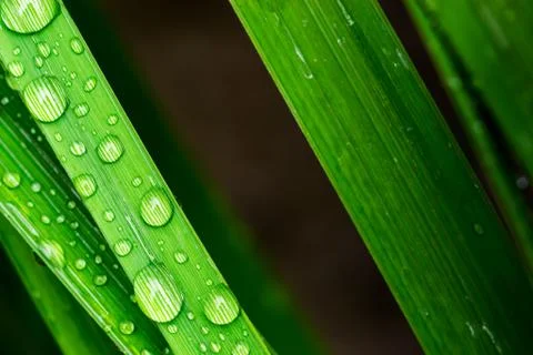 Macro closeup of Waterdrops on a Leaf Stock Photos