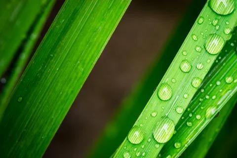 Macro closeup of Waterdrops on a Leaf Stock Photos